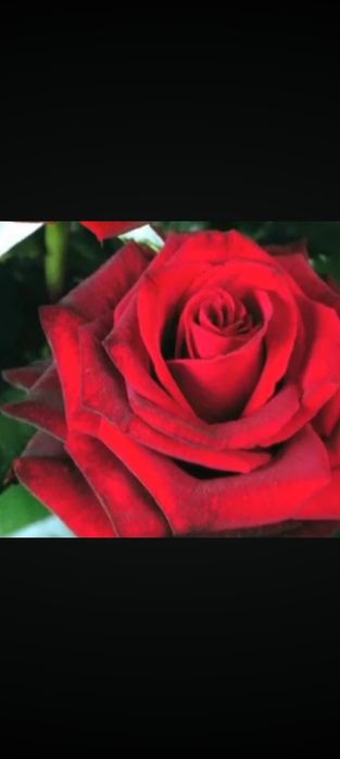 Кафолатлик Асартимент Атиргул Кучатлари