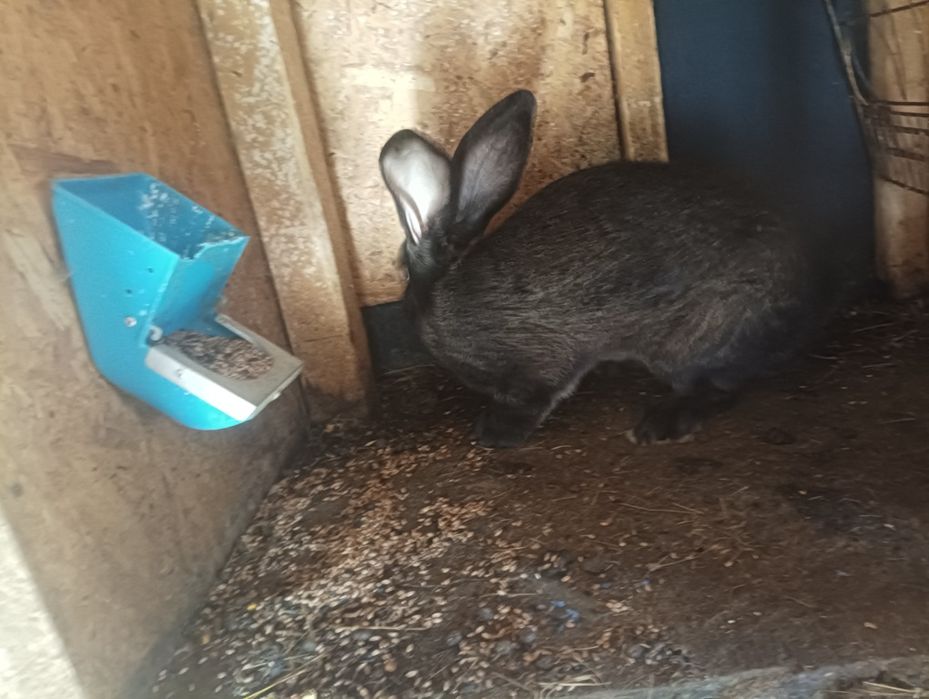 Iepuri caută alta casa