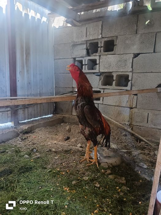 В продаже бойцовский дакан