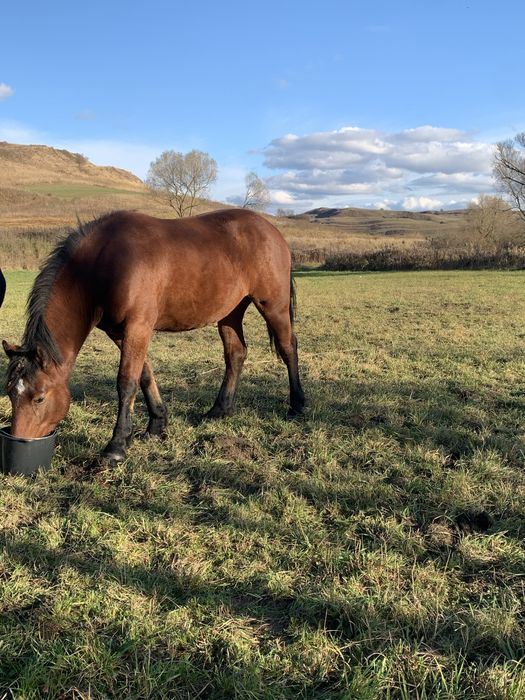 Vând mânză de 1 an jumate