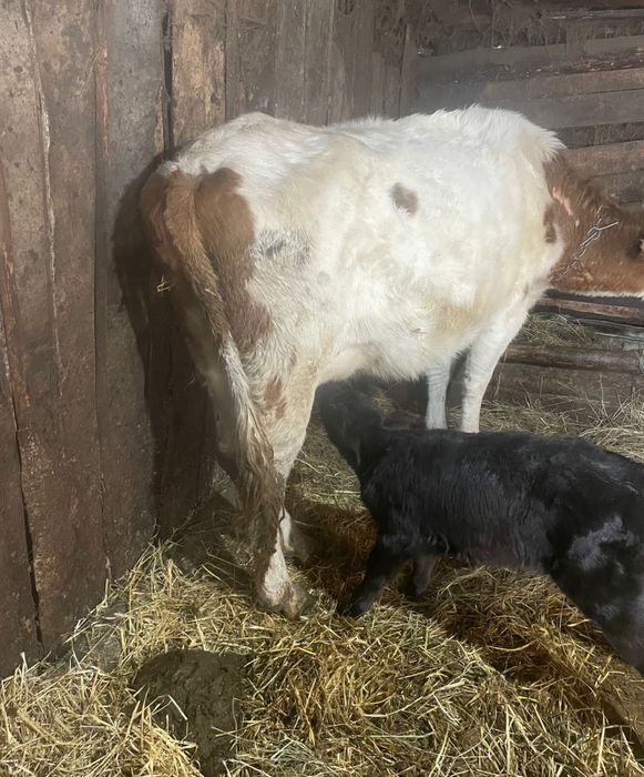 Продам тёлочку 5 дней