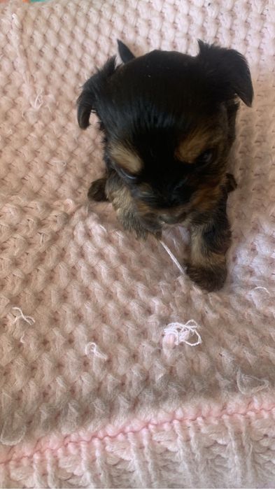 Щенки йорка ,все девочки