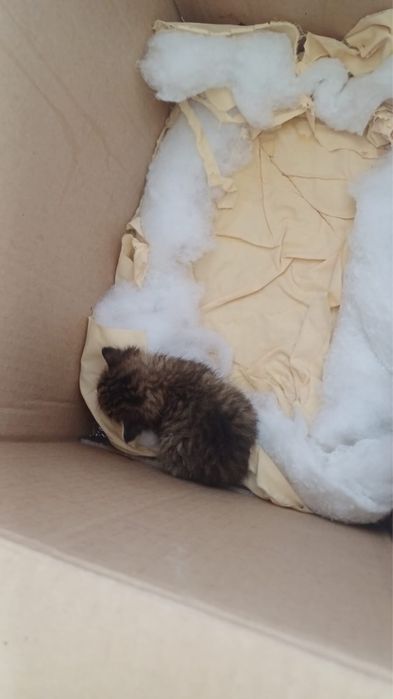 Котенок в добрые руки.