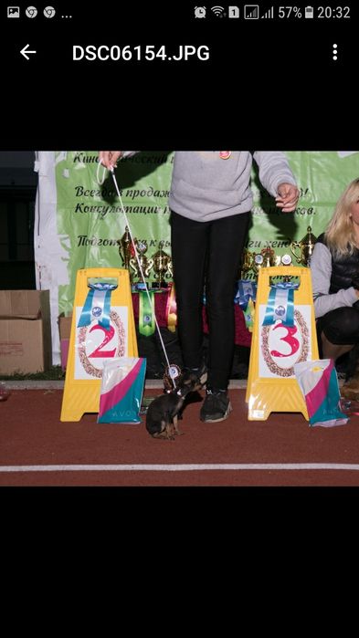 Вязка той-терьера