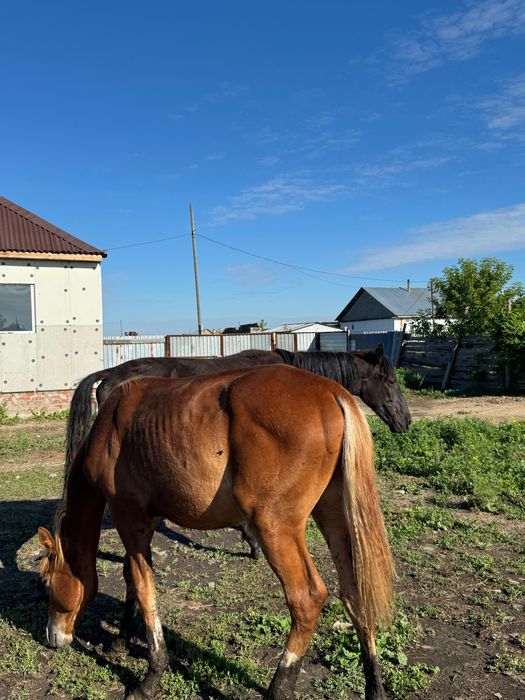 Продам тайчиков с откорма