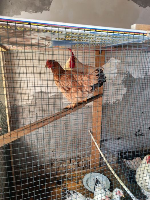 Brama Tovuq xo'raz sotiladi