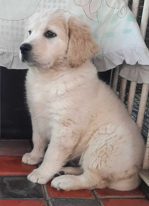 Продается девочка Голден ретривера