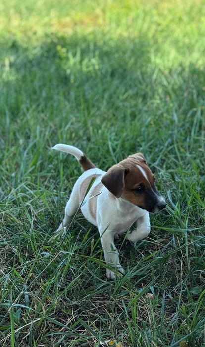 catel jack russell terrier