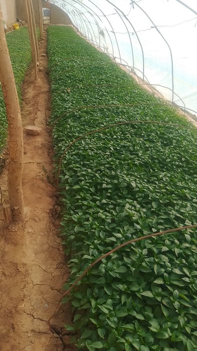 Garantiya Fish kuchatlar bor