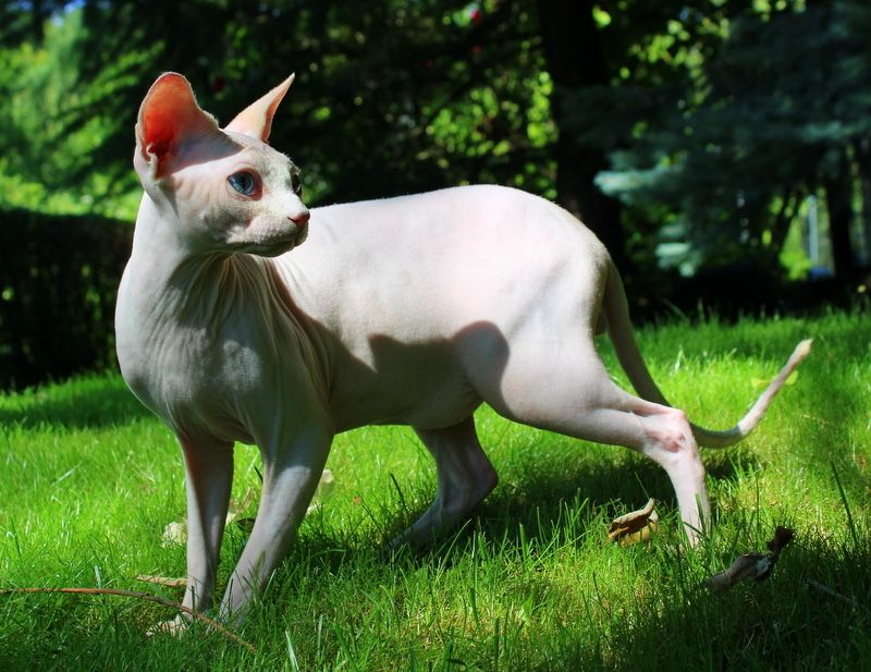 Сфинкс ( sphinx )