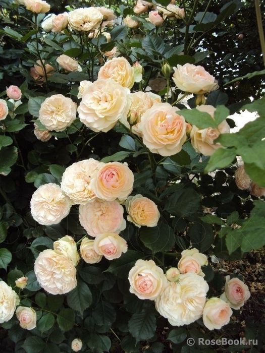 Роза атир гул гарант, сфати,