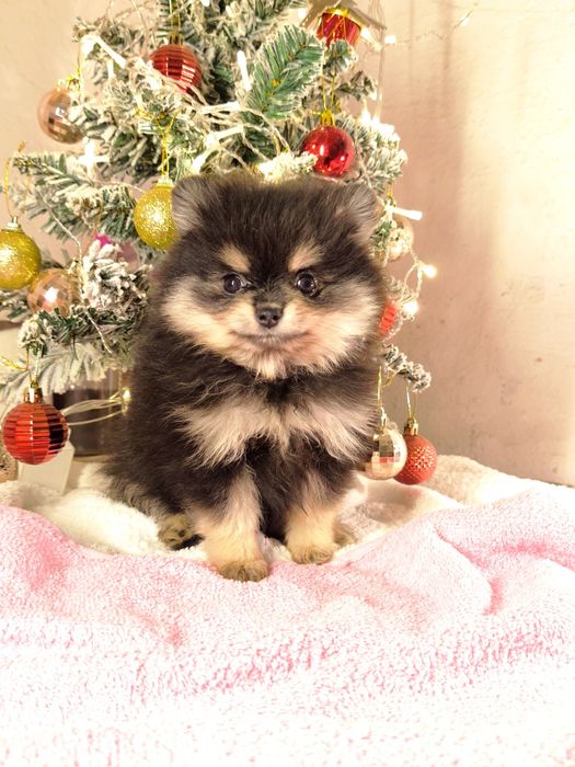 Шпиц померанский девочка тип мишка миник