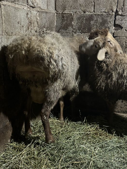 Кошкар Қошқар кучкар