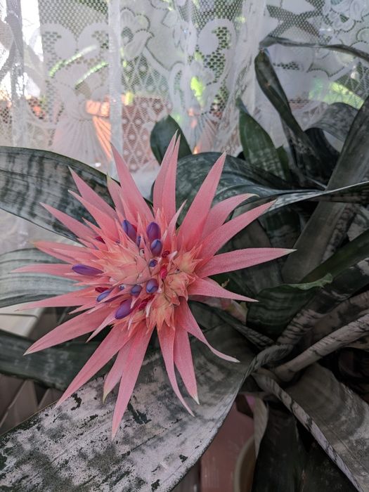 Plantă de interior Ecmea( Aechmea fasciata)