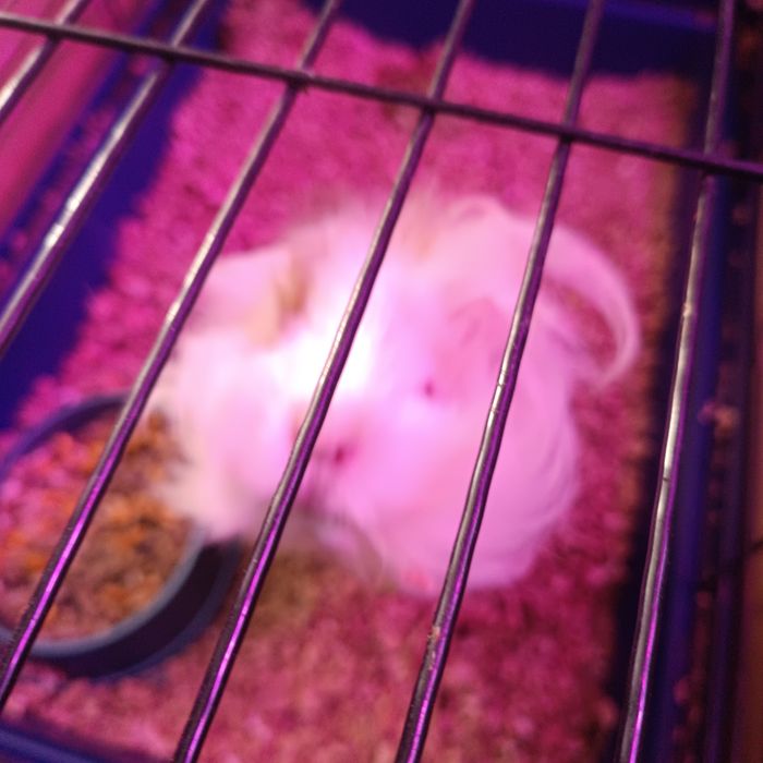 Продам морских свинок.