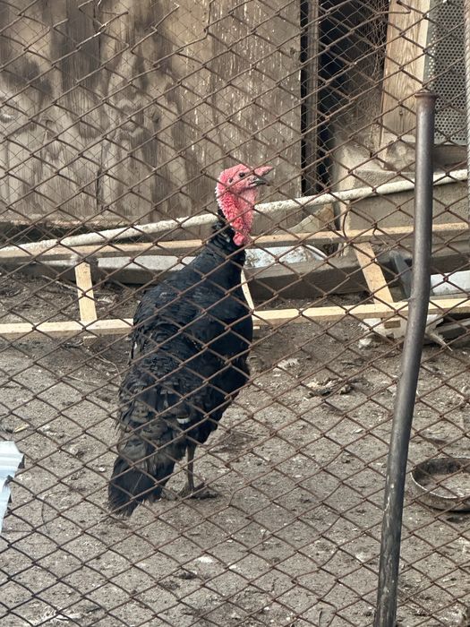 Продам индюк черный прины