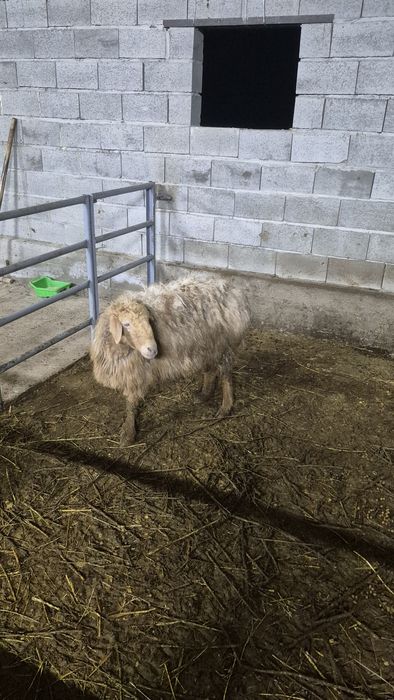 Семіз қойлар бар