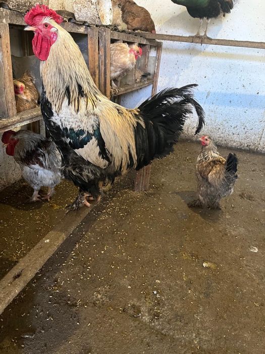 Петухи полубрам