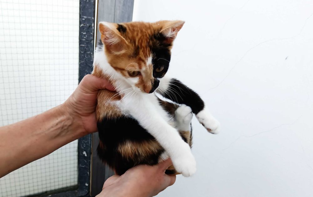 Подарявам малко котенце