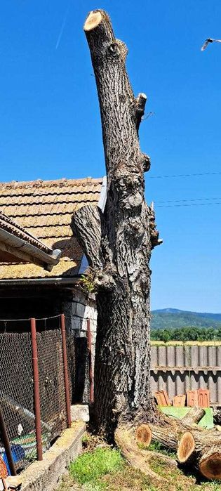 Vand lemn nuc este inca in picioare