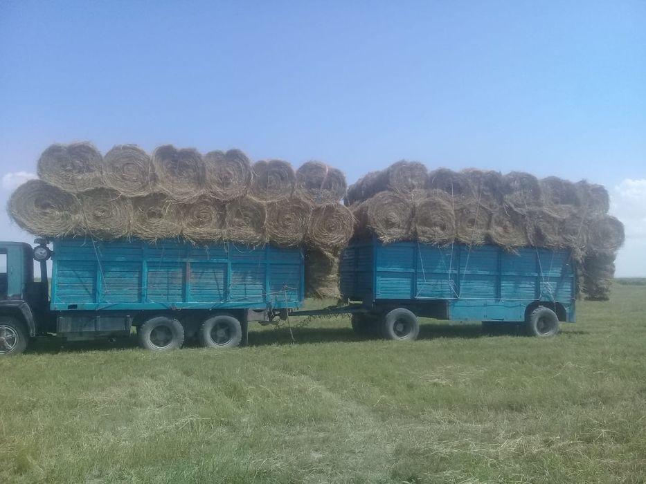 Сено жоношка жоношка