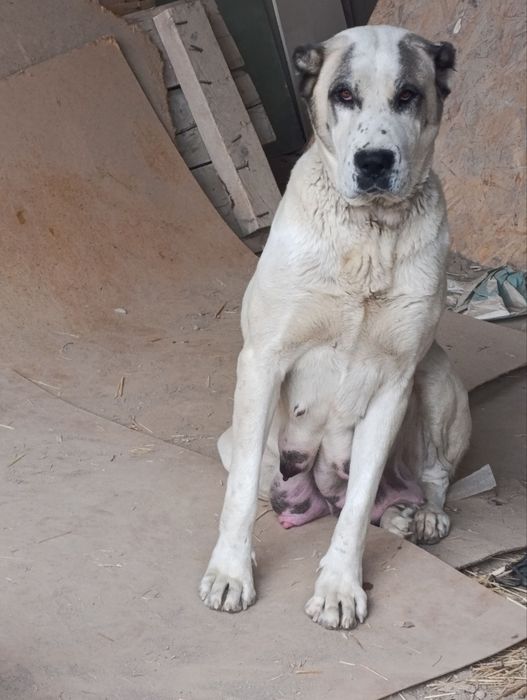 Alabay kuchuk bolalari