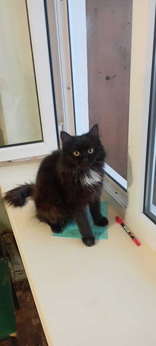 Отдам милую кошку