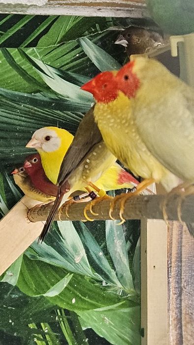 Desfiintez crescatorie