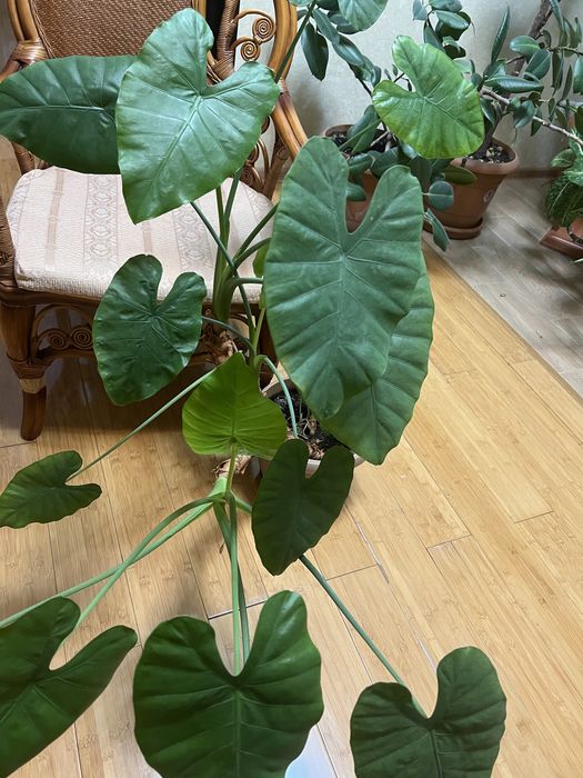 Продам комнатные растения