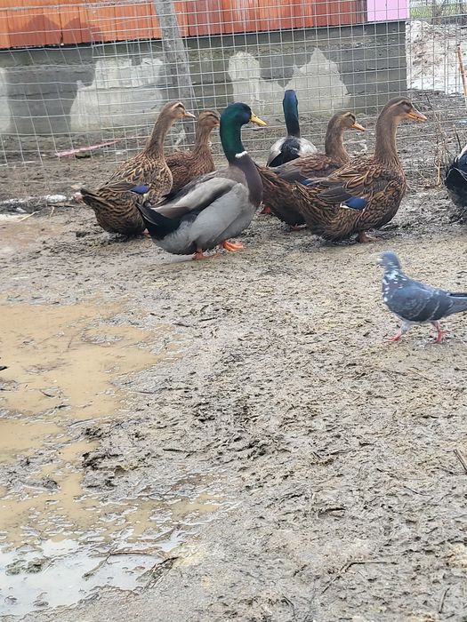 Oua rate rouen de vânzare