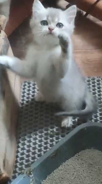 Мальчик-британец