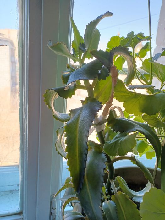 Продам деток Коланхоэ