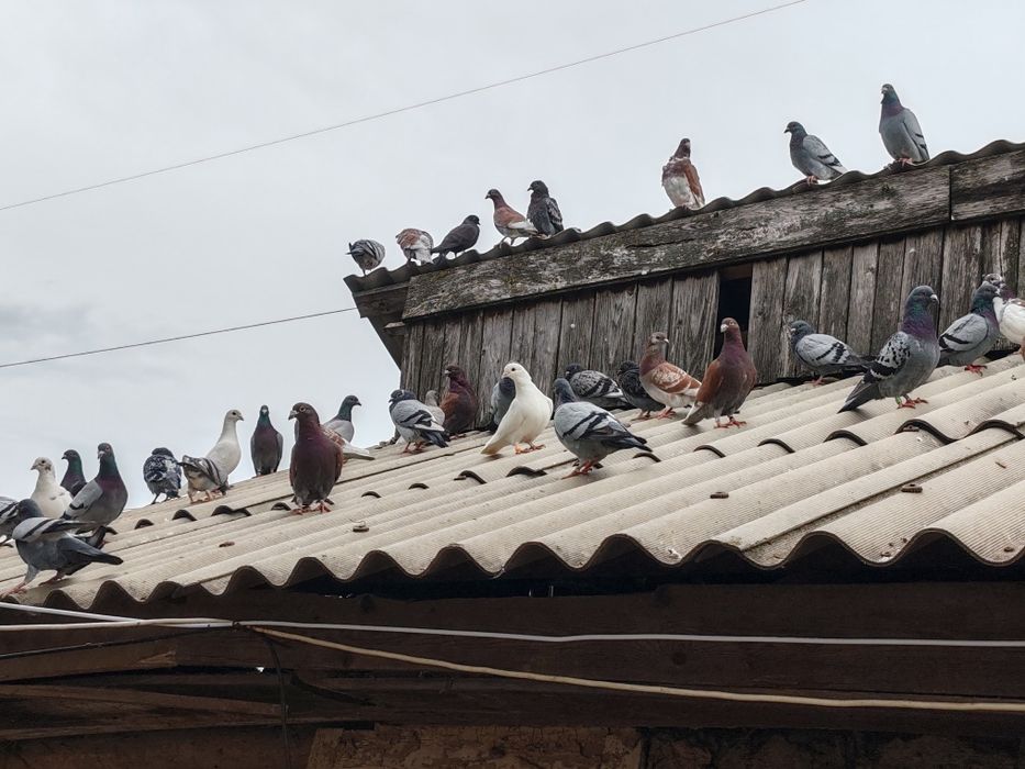 Vând porumbei voiajori