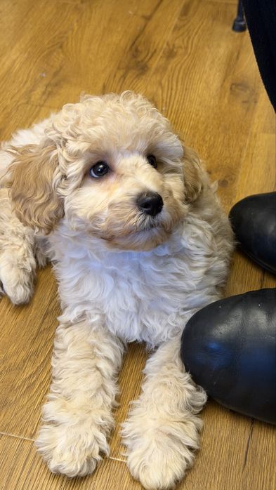 Пудель карликовый