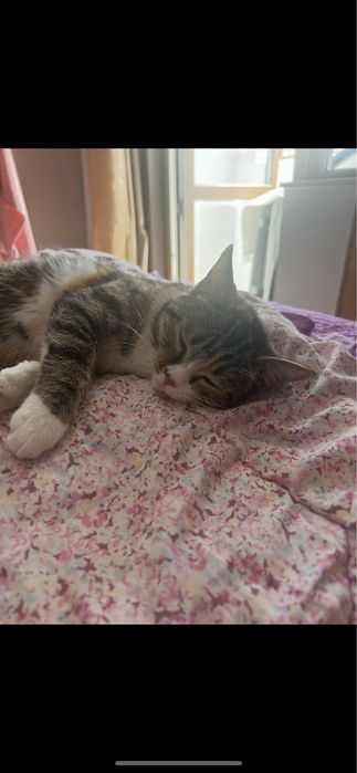 Кошка, в добрые руки беремз