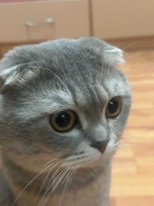 Серебристая шиншилла (фолд) продается