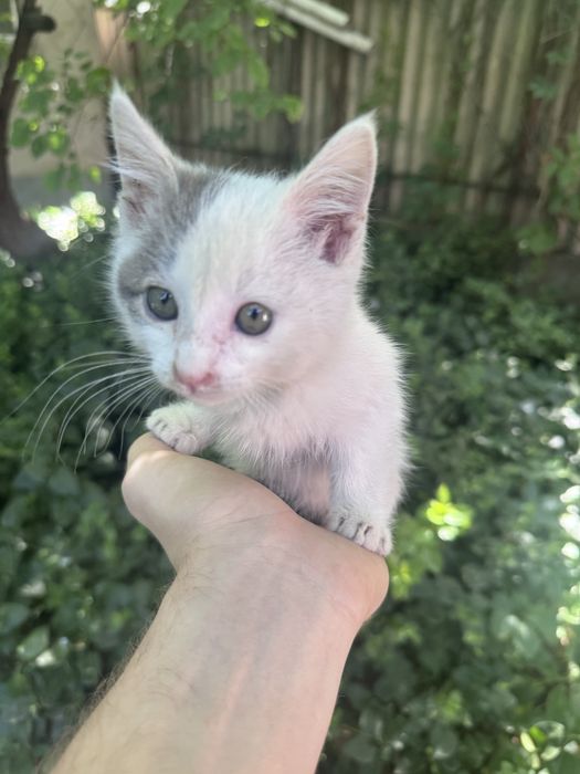 Отдам котенка в добрые руки