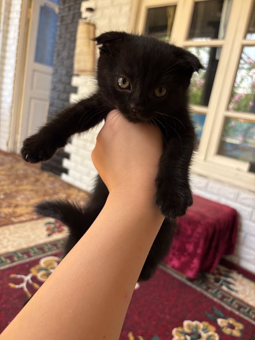 продаются котята
