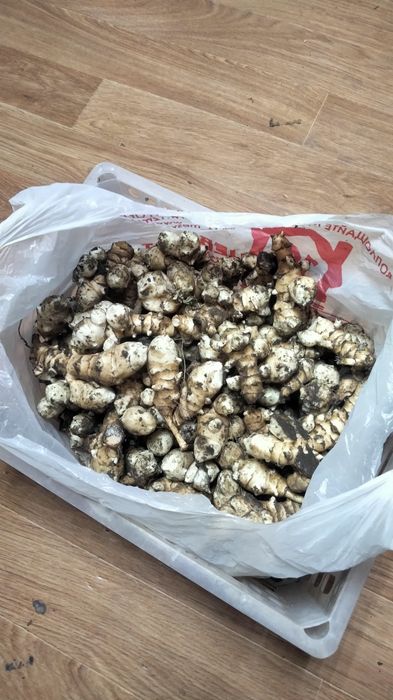 Топинамбур овощной