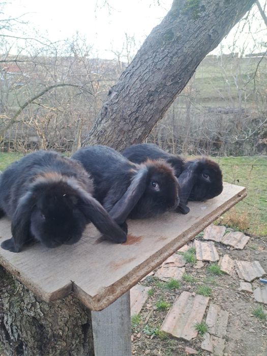 Iepuri berbec german