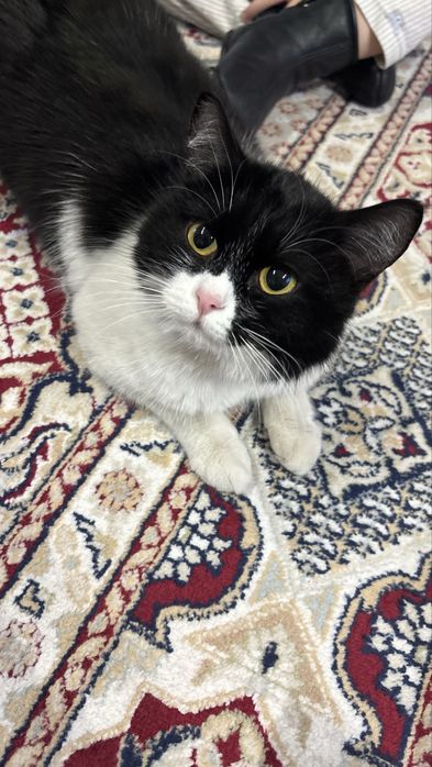 Вяскааа бесплатно