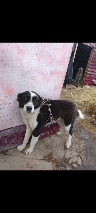 Продам сучку алабай