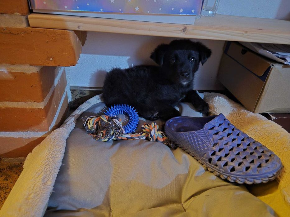 Ofer spre adopție pui cățel mascul