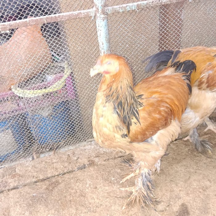 Брама полевая продам