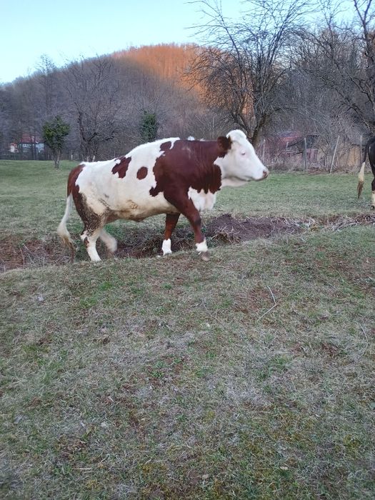 Vând vacă la prima fătare cu vițel de 6 săptămâni