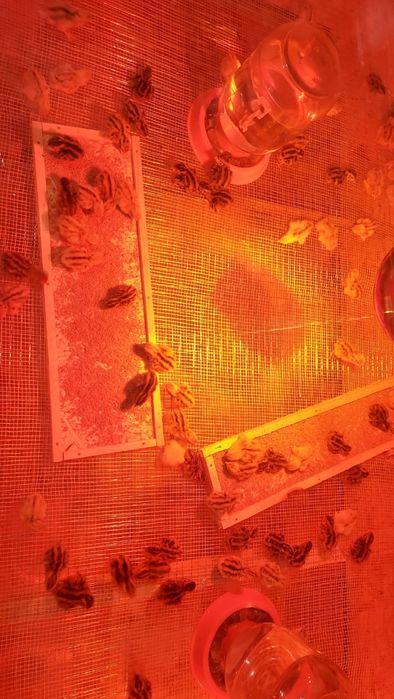 Брудер балапандарға арналған.