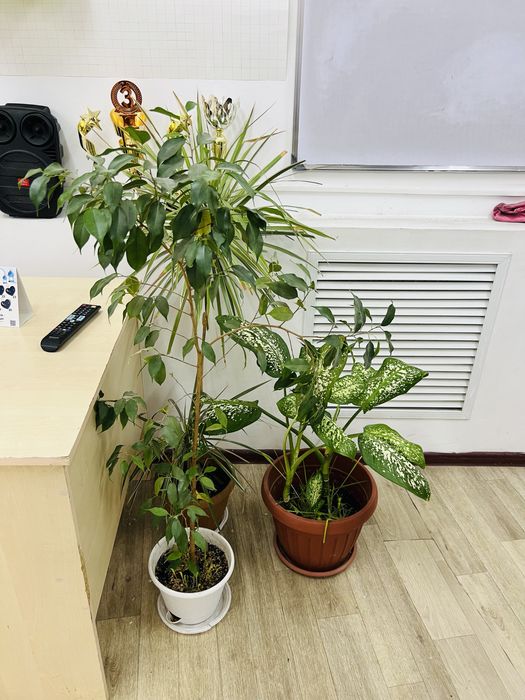 Продам цветы всокие