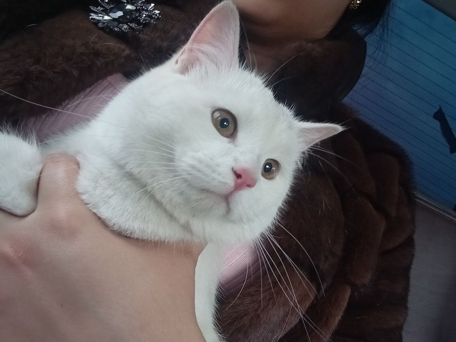 1 dona turk angorasi 6oylik o'g'il bola