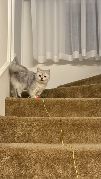 Британская короткошерсная девочка