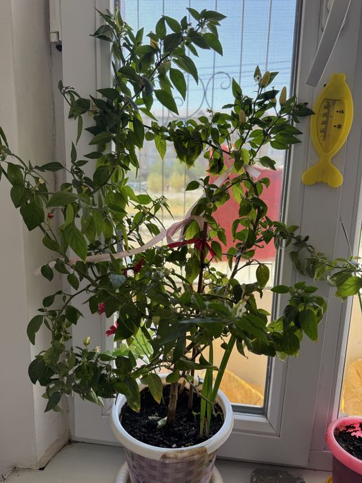 Цветы Доллар хорошие